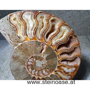 Ammoniten Paar Nr.3